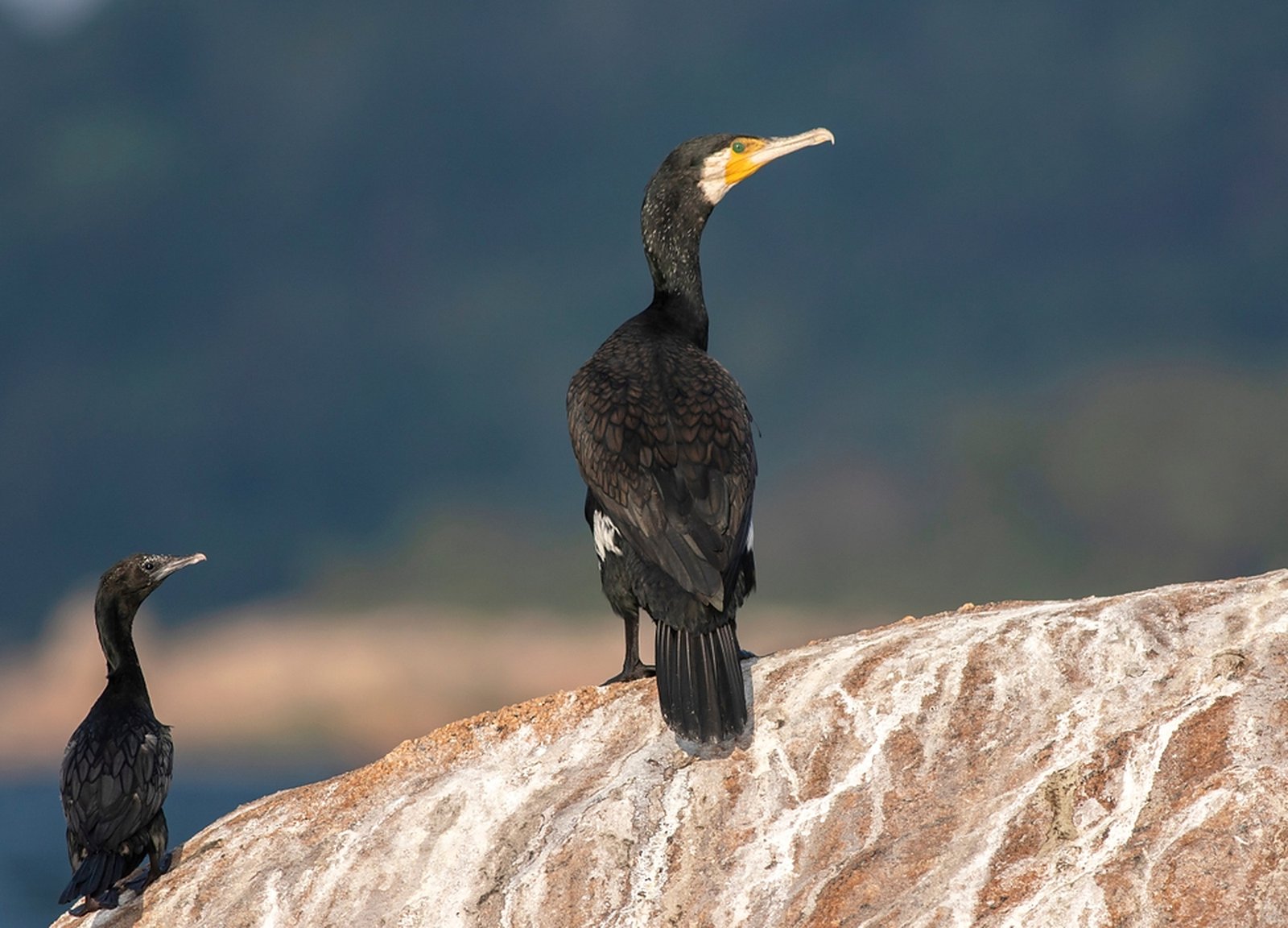 Cormorants at Gal Oya