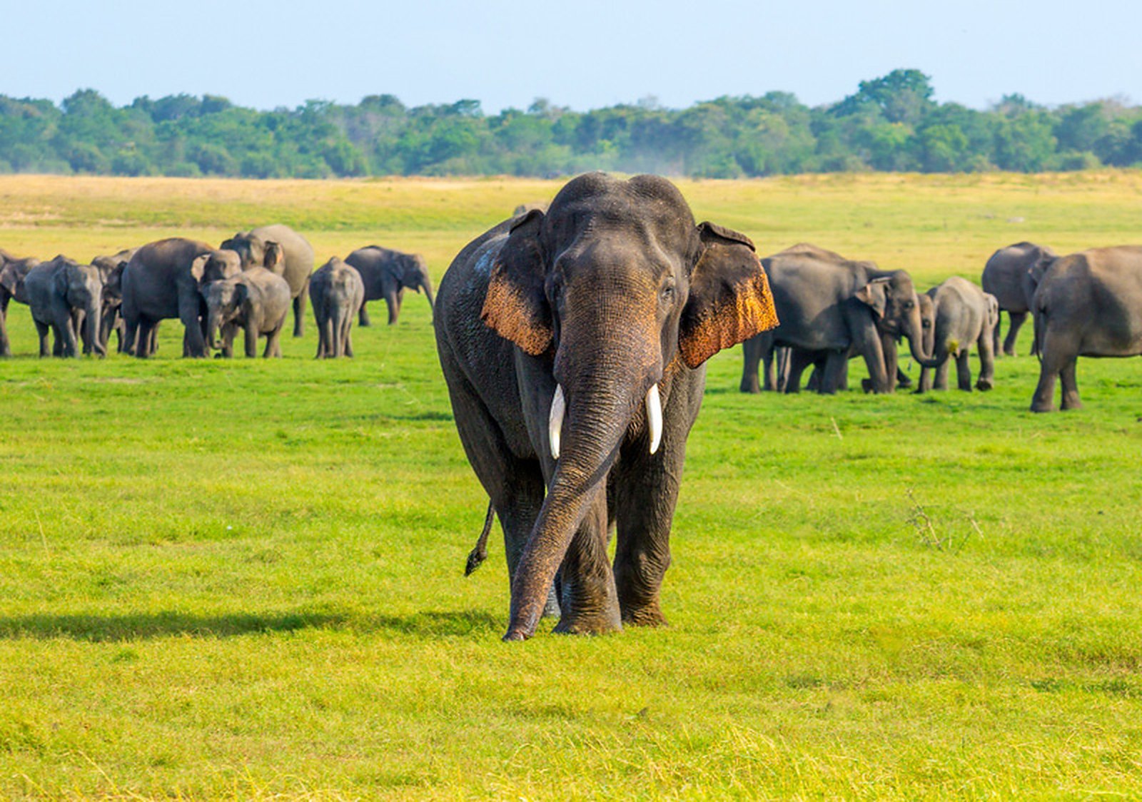 Elephant herd at Minneriya