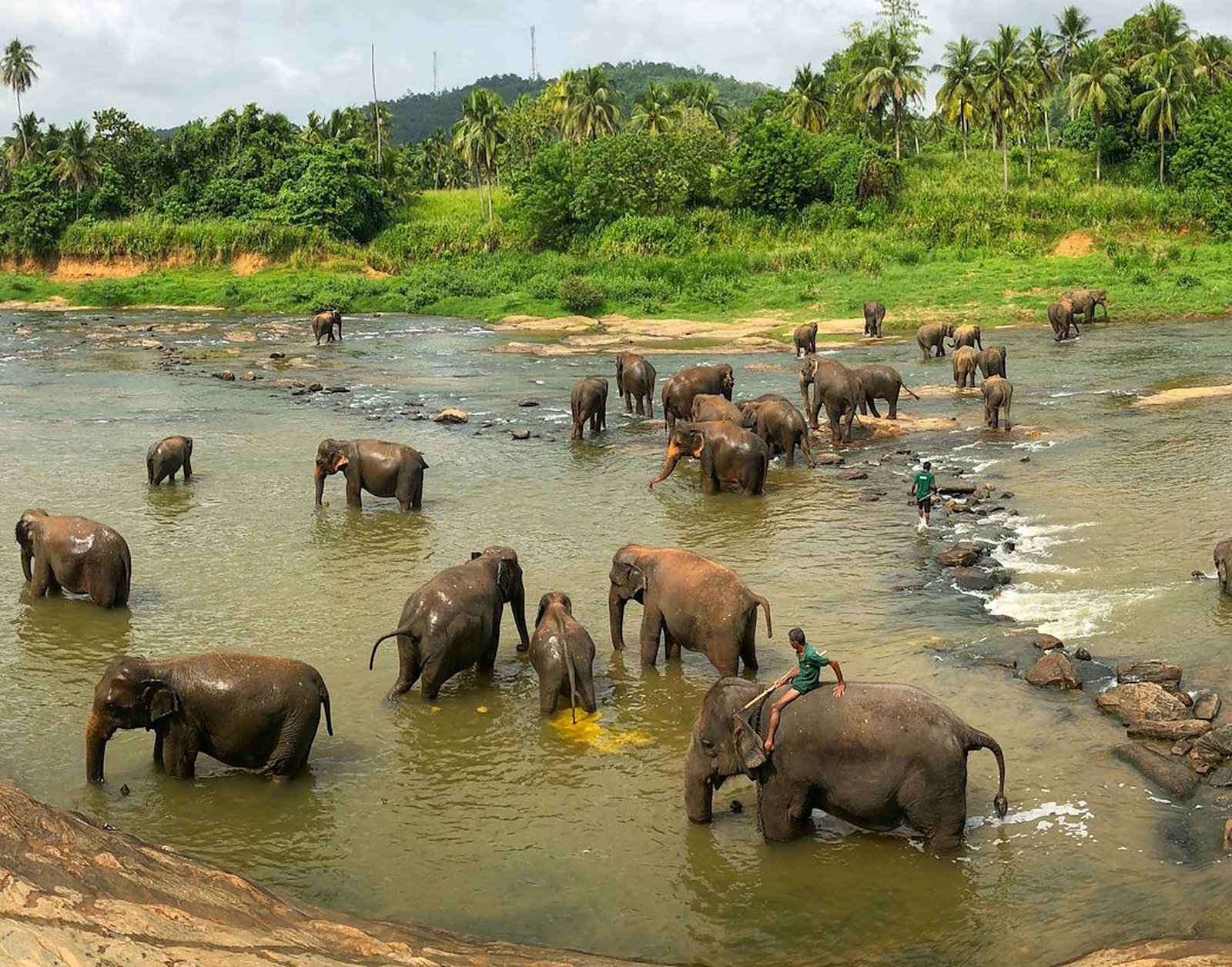 Elephants bathing