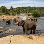 Pinnawala elephants