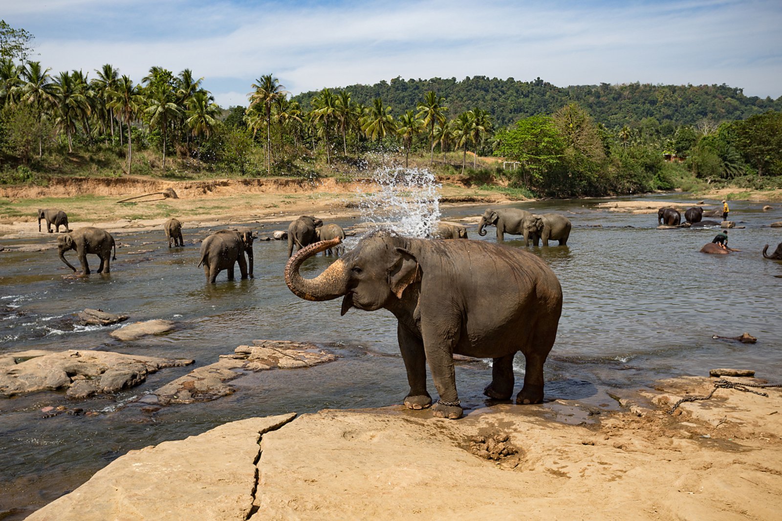 Pinnawala elephants
