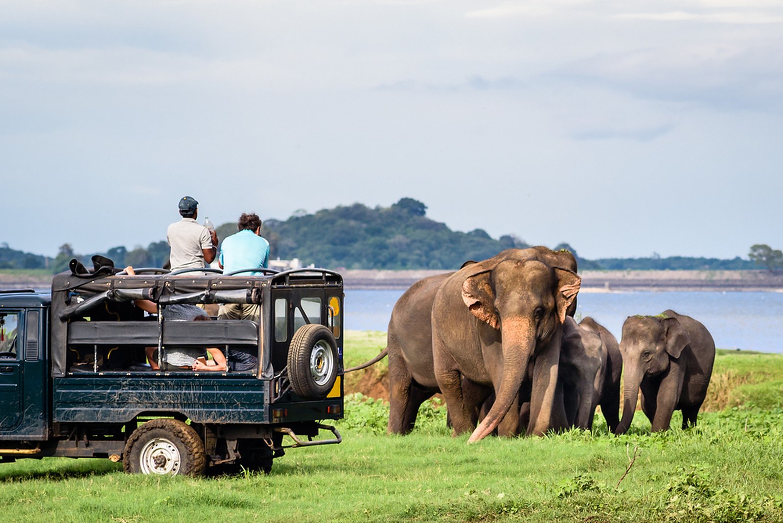 Safari jeep with elephants