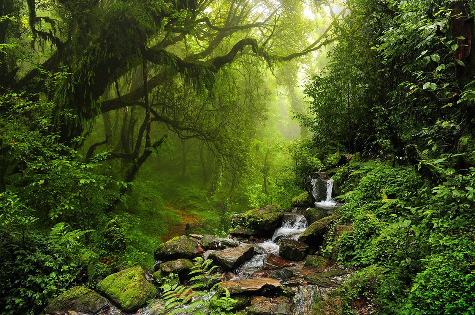 Sinharaja rainforest