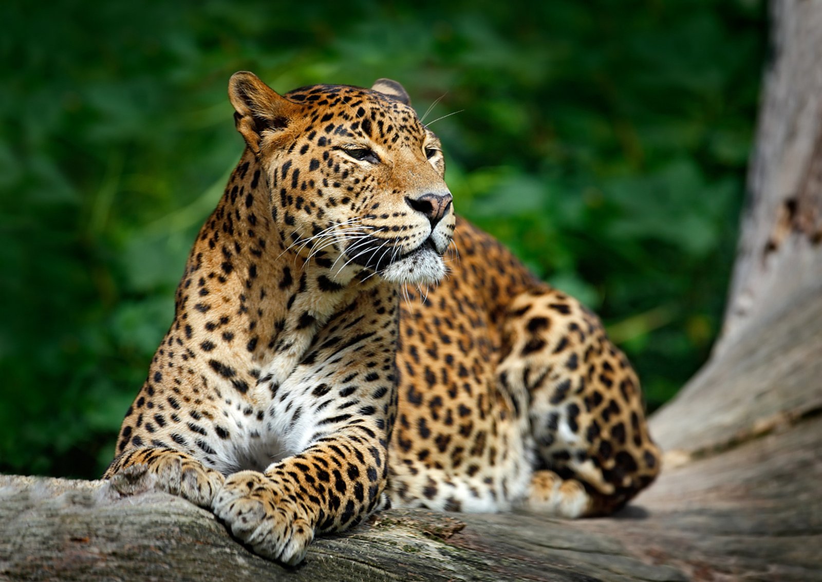 Sri Lankan leopard, Yala