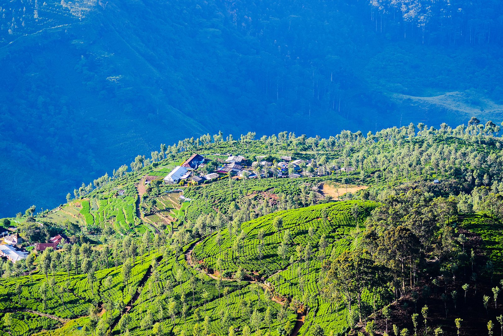 Tea country near Bandarawela
