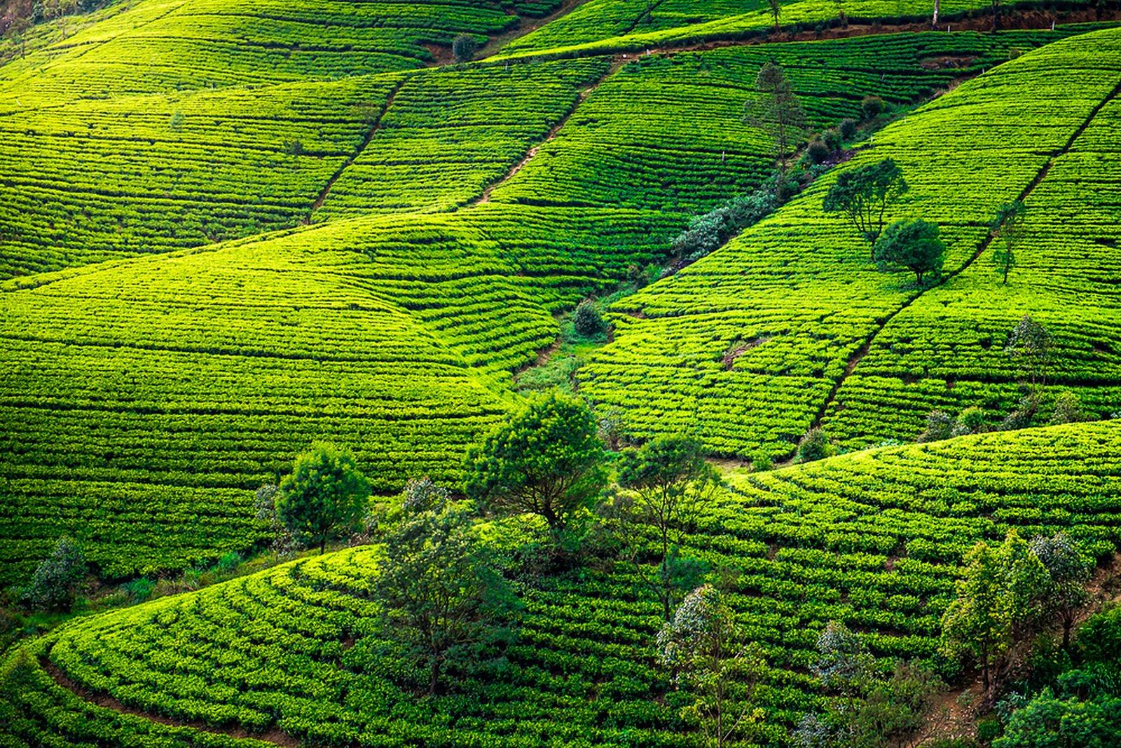 Tea estates of Nuwara Eliya