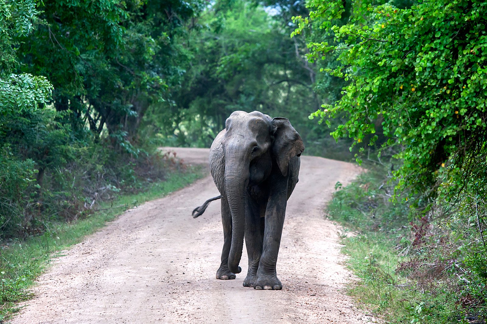 Wild elephant on a jungle track